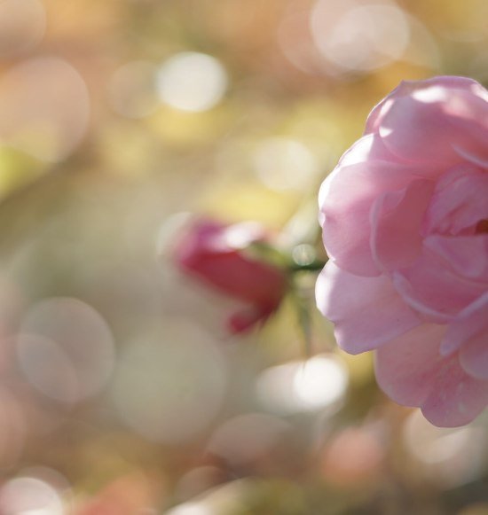 Rosengarten, &copy; Tourismusverband Inn-Salzach