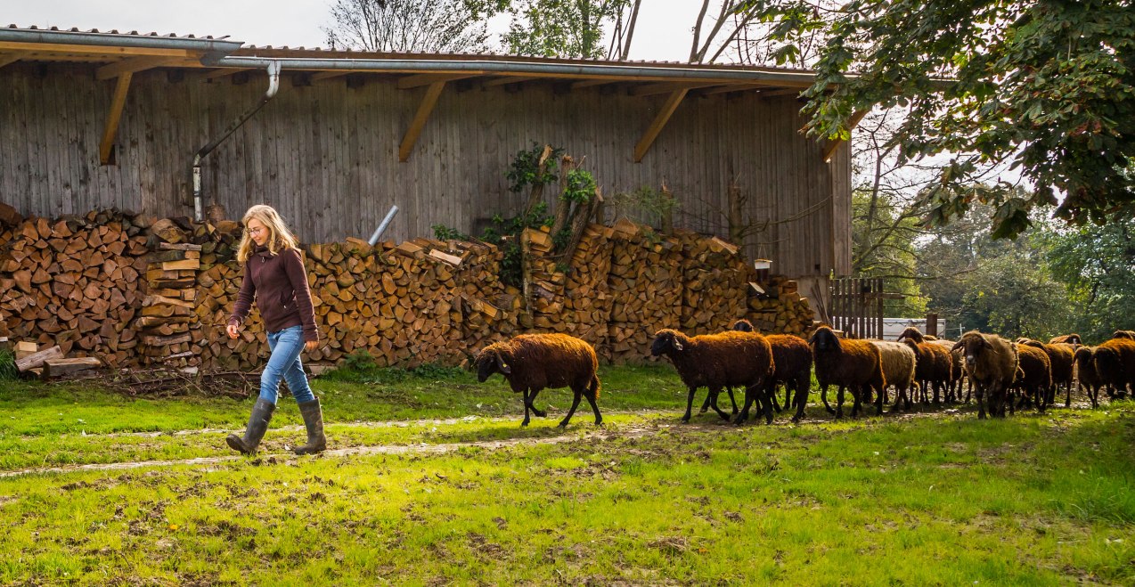 Schafe folgen Frau, © Inn-Salzach Tourismus