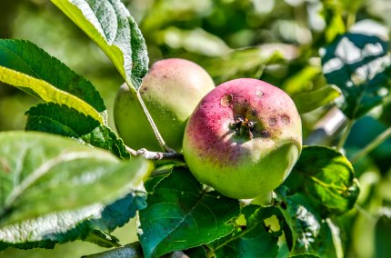 Apfel am Baum, © Inn-Salzach Tourismus