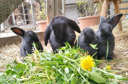 Hasen beim Wagnerhof, &copy; Wagnerhof