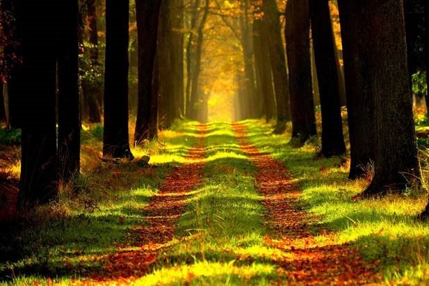 Waldbaden - Auszeit im Wald im Wildpark Oberreith mit Liebgard Wessiak, © Liebgard Wessiak