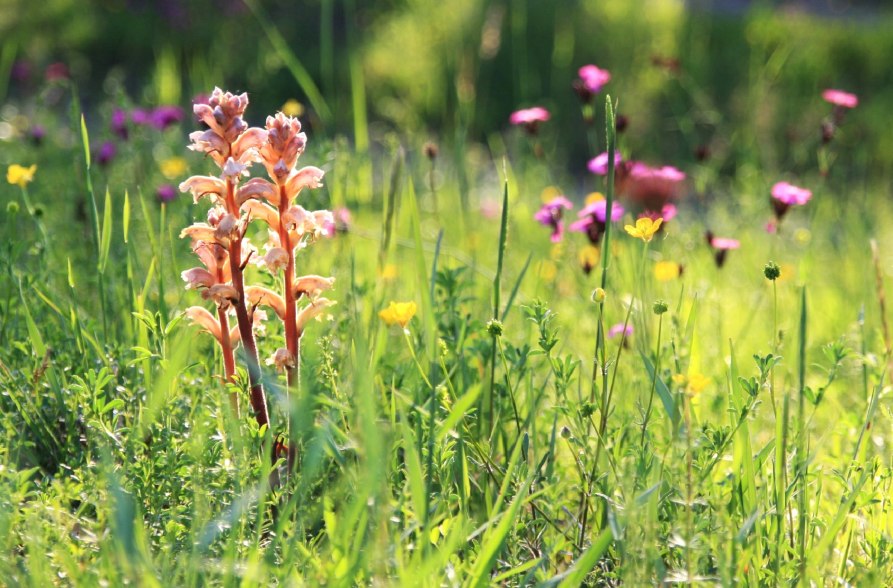 Natur erleben im Juni, &copy; Claudia Schmidt