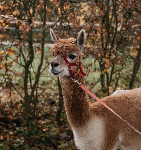 Alpaka an der Leine, © Inn-Salzach Tourismus