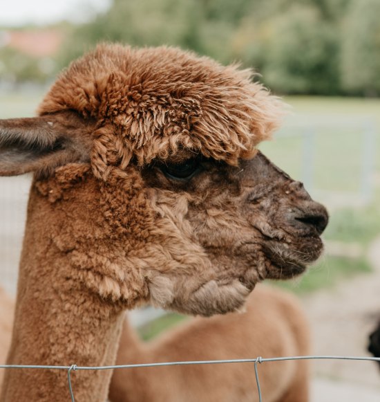 Alpakakopf von der Seite, &copy; Inn-Salzach Tourismus