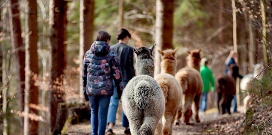 Alpakawanderung durch den Wald, © Bayernland Alpakas