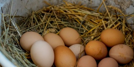 Frisch gelegt Eier in einer Schale, © Inn-Salzach Tourismus