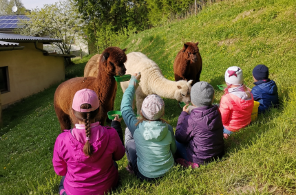 Kinder f&uuml;ttern Alpakas, &copy; Inn-Salzach Tourismus