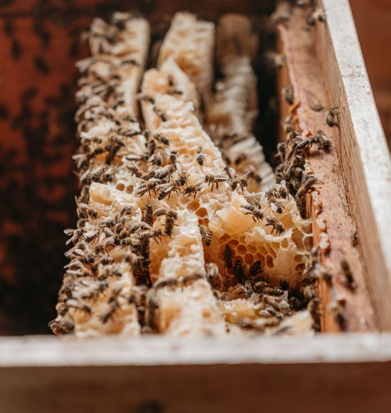 Bienen und Waben Imkerlerhpfad Marktl, © Inn-Salzach Tourismus