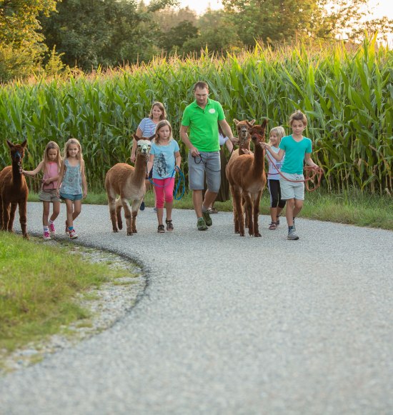 Gruppe wandert mit Alpakas, © Inn-Salzach Tourismus