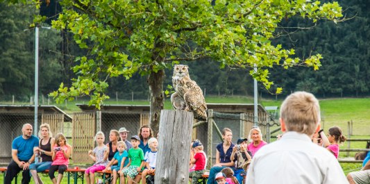 Besucher bei der Greifvogel-Show im Wildfreizeitpark Oberreith, &copy; Inn-Salzach Tourismus