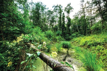 Auwaldwanderung, © Ingo Zahlheimer