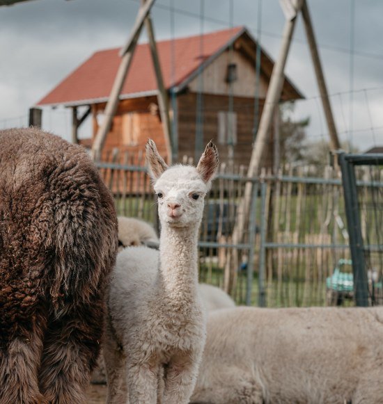 Wei&szlig;es Alpaka der Niedergerner Alpakaranch, &copy; Inn-Salzach Tourismus