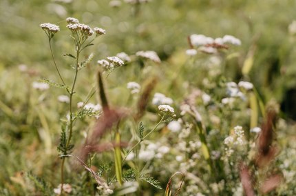 Heilkr&auml;uterwanderung in Waldkraiburg, &copy; Tourismusverband Inn-Salzach