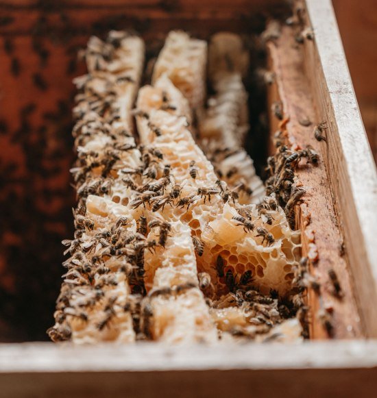 Bienen und Honigwaben, © Inn-Salzach Tourismus