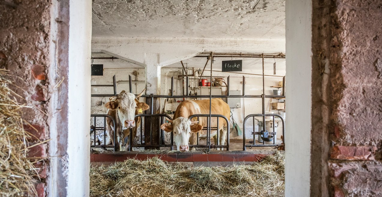 Kuh auf dem Bauernhof, © Inn-Salzach Tourismus