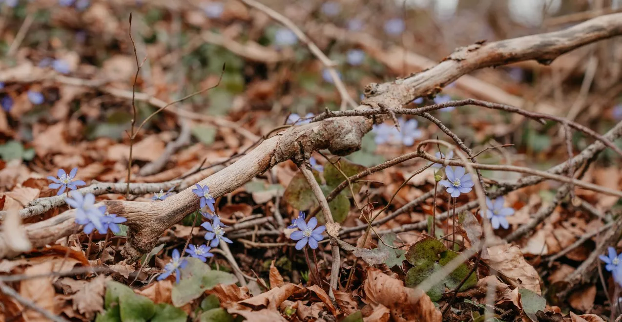 Leberblümchen im Wald, © Inn-Salzach Tourismus