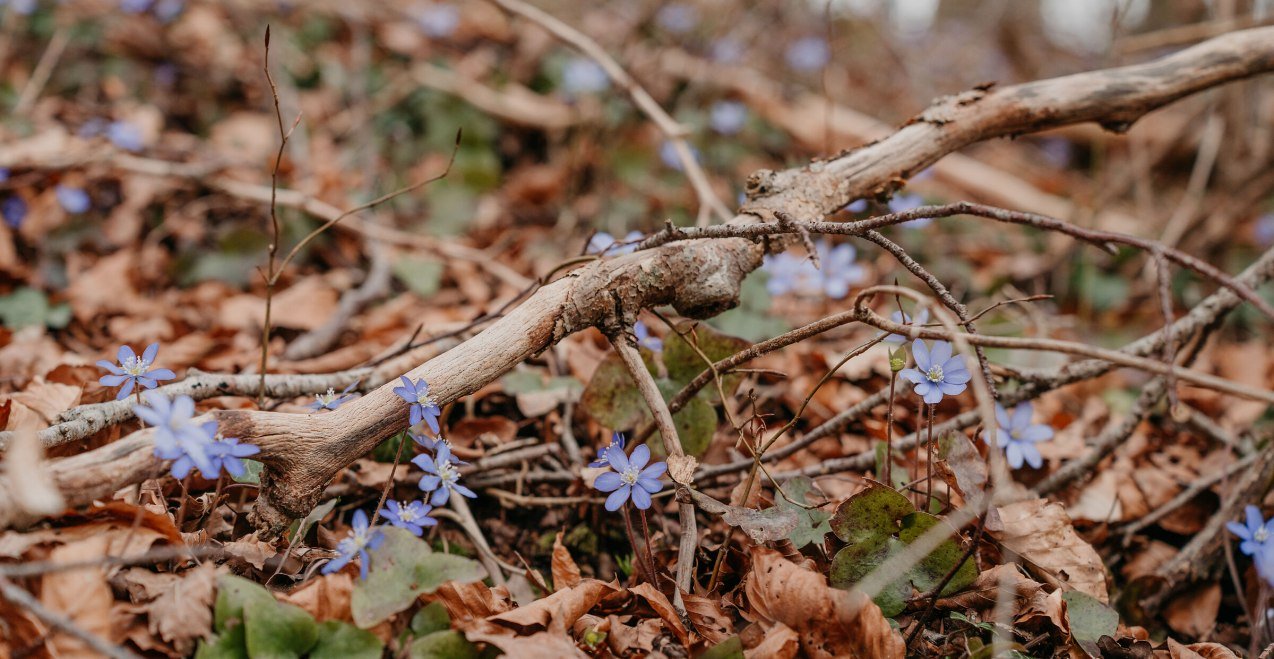 Leberblümchen im Wald, © Inn-Salzach Tourismus