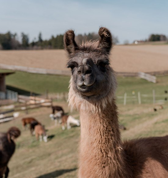 Lama auf der Weide, &copy; Inn-Salzach Tourismus