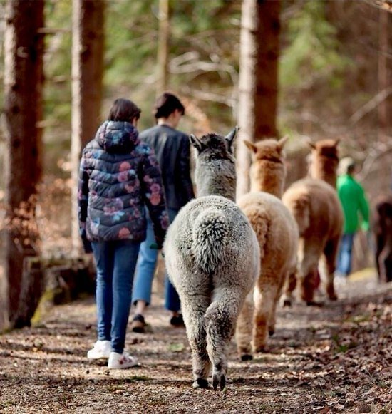Alpakawanderung durch Herbstwald, &copy; Bayernland Alpakas