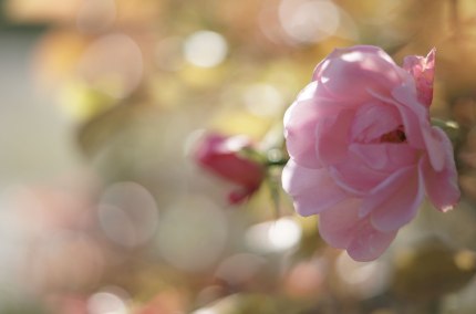 Rosengarten, &copy; Tourismusverband Inn-Salzach