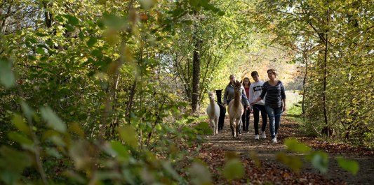 Alpakawanderung bei der Niedergerner Alpaka Ranch, © Inn-Salzach Tourismus