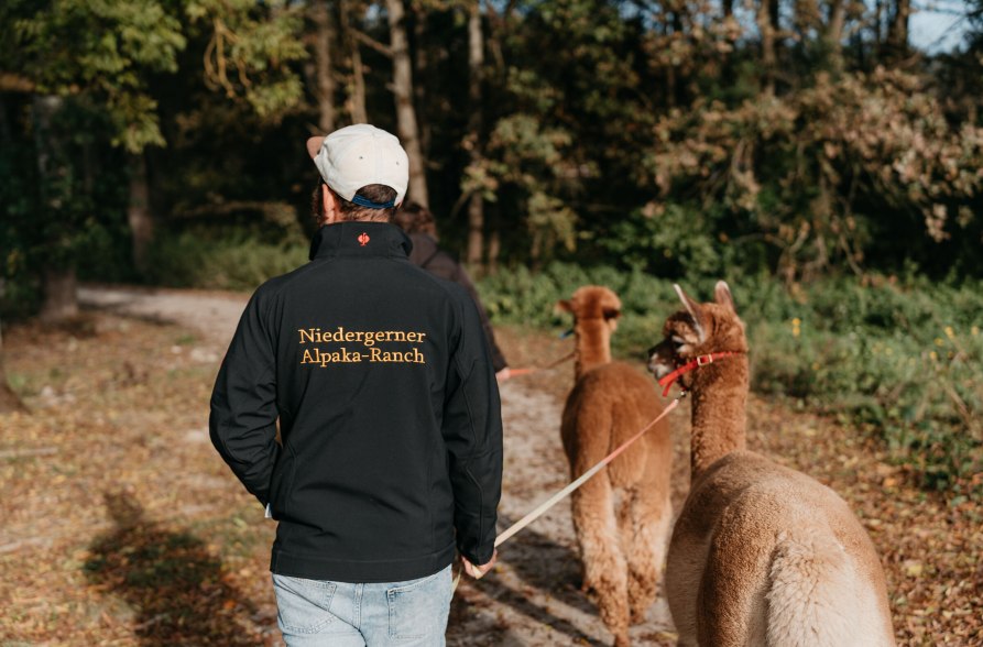 Alpakawanderung mit zwei Alpakas der Niedergerner Alpakaranch, © Inn-Salzach Tourismus