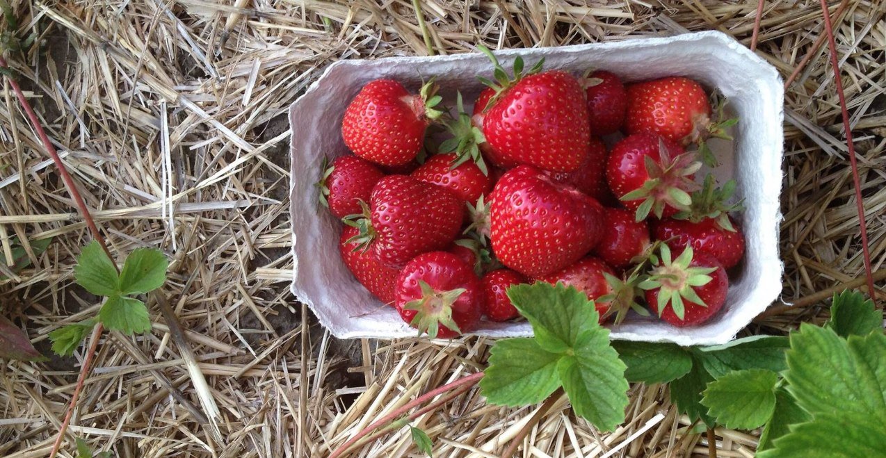 Erdbeerschale auf Stroh, © Inn-Salzach Tourismus