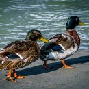 Zwei Enten am Inn, © Inn-Salzach Tourismus