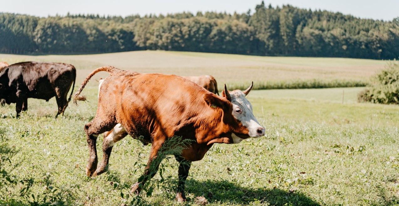 Ochsenrennen Erlbach, &copy; Tourismusverband Inn-Salzach