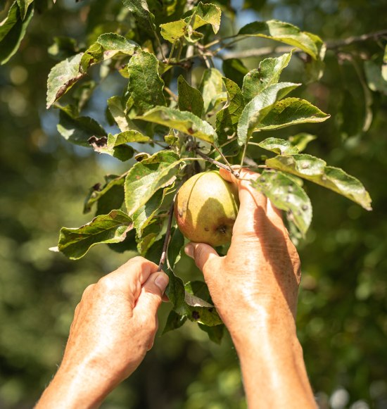 Apfel ernten vom Baum, © Inn-Salzach Tourismus
