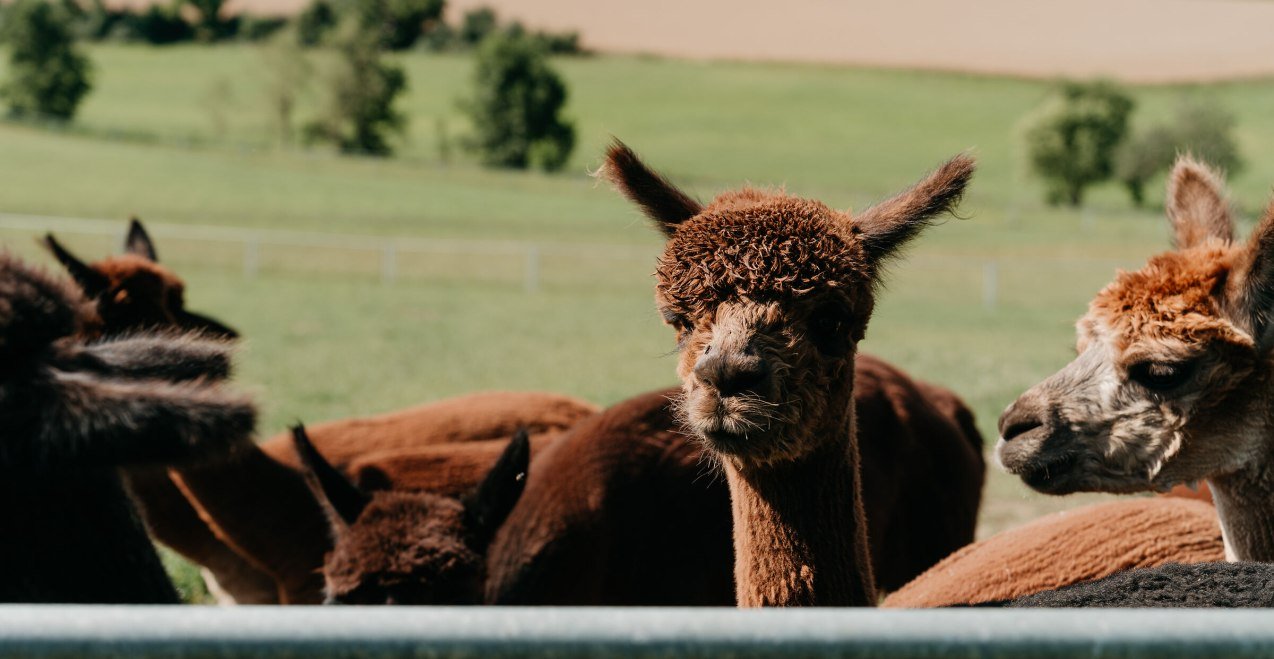 Alpaka auf dem Erlebnisbauernhof Hennetsberg, © Inn-Salzach Tourismus