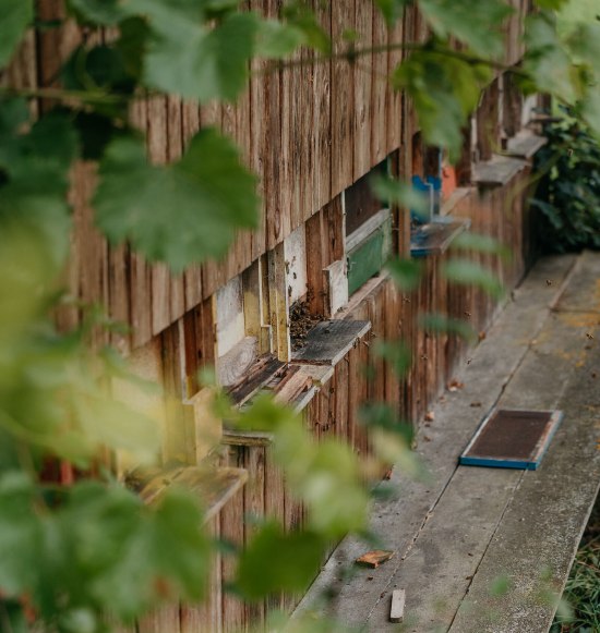 Bienenkästen Imkerlehrpfad Marktl, © Inn-Salzach Tourismus