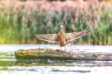 Fr&uuml;hjahrs Vogelzug, &copy; Konrad_Moosbauer