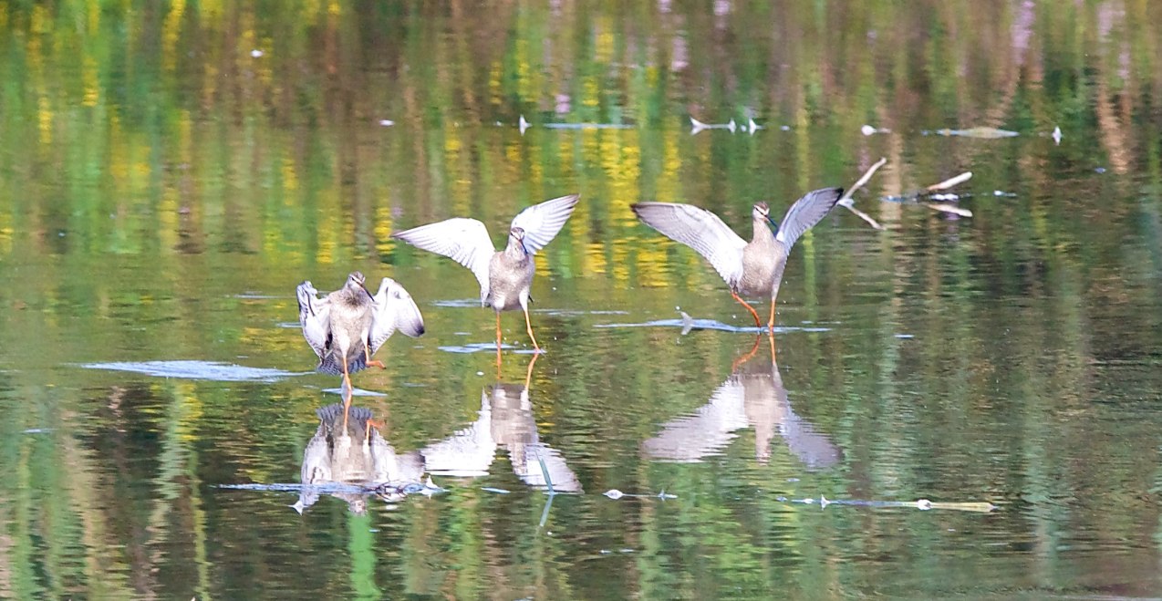 Vögel in der Au, © Dr. Lothar Röttenbacher