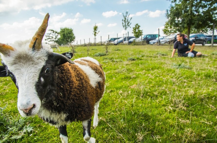 Ziege im Wildfreizeitpark Oberreith, © Landratsamt Mühldorf a. Inn