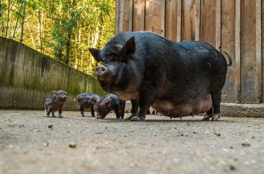Hängebauchschwein, © Inn-Salzach Tourismus