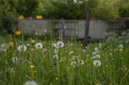 Blumen, © Tourismusverband Inn-Salzach