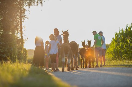 Alpakawanderung bei Sonnenuntergang beim Erlebnisbauernhof Hennetsberg, &copy; Inn-Salzach Tourismus