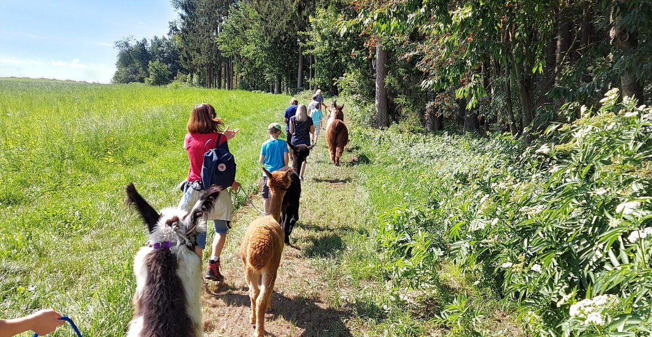 Alpakawanderung Winklhof, &copy; Winklhof