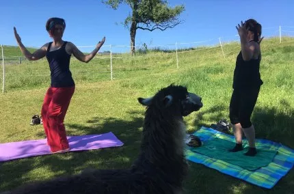Lama-Oase Yoga, © Lama-Oase