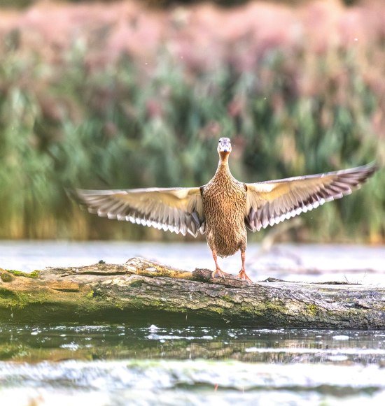 Fr&uuml;hjahrs Vogelzug, &copy; Konrad_Moosbauer