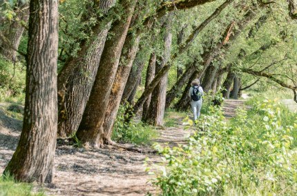 Frau wandert unter B&auml;umen, &copy; Inn-Salzach Tourismus
