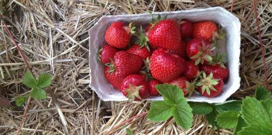 Erdbeerschale auf Stroh, © Inn-Salzach Tourismus