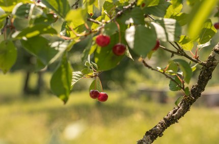 Obstwanderung in Waldkraiburg, &copy; Tourismusverband Inn-Salzach