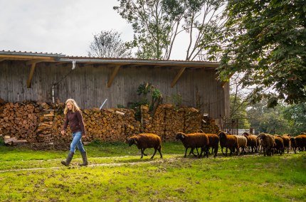Schafe folgen Frau, © Inn-Salzach Tourismus