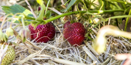 Erdbeeren auf dem Erdbeerfeld, © Inn-Salzach Tourismus