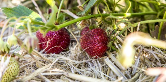 Erdbeeren auf dem Erdbeerfeld, © Inn-Salzach Tourismus