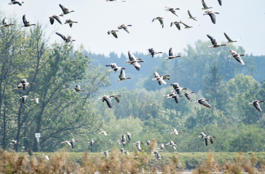 Gänserundflug bei Ering, © Isolde Ulbig