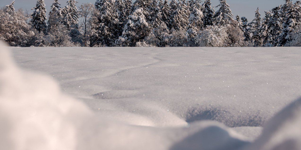 Winterlicher Wald im Schnee, © Inn-Salzach Tourismus