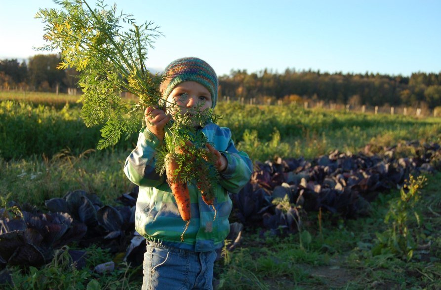 Karottenernte, © Biohof Pürten